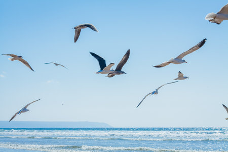 a vibrant coastal scene with a large flock of seagulls gathered at the water's edge. Some of the birds are standing in the shallow surf while others take flight, their wings spread wide against the backdrop of rolling waves.の写真素材