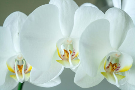 white orchid with flowers and buds in a pot at homeの写真素材