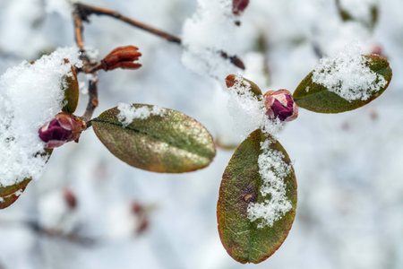 rhododendron buds and leaves under the snow in spring in Siberian forestの写真素材