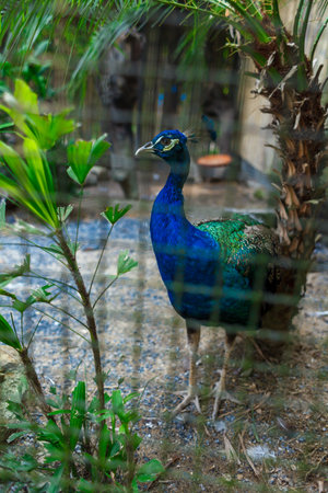a peacock in a cell