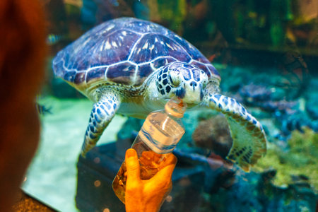 a tourist is trying to feed a sea turtle in a oceanarium