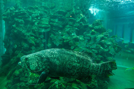 a Voyage Fish or grouper in an aquarium