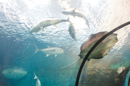 a stingray and different kinds of fishes in an aquarium/ view from bottom