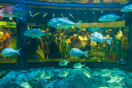 different kinds of fishes and tourists in a oceanarium of Phuketの写真素材