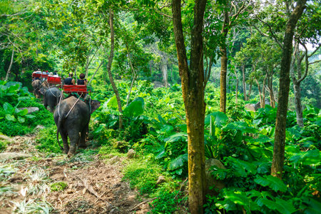 an elephant safari among thai junglesの写真素材