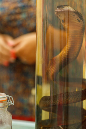 a snake in a formaldehydeの写真素材