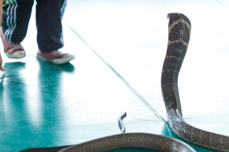 snake entertainment