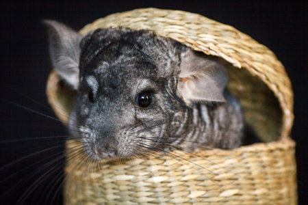 gray chinchilla sitting in a wicker straw basketの写真素材