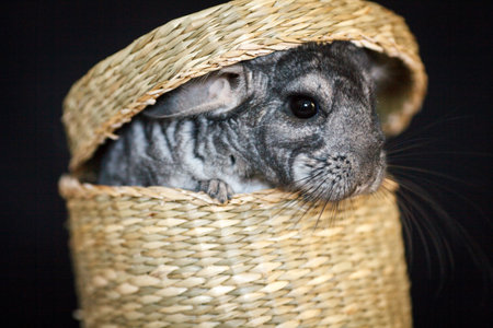 gray chinchilla sitting in a wicker straw basketの写真素材