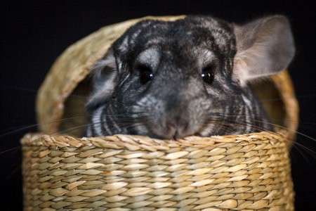 gray chinchilla sitting in a wicker straw basketの写真素材