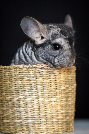gray chinchilla sitting in a wicker straw basketの写真素材
