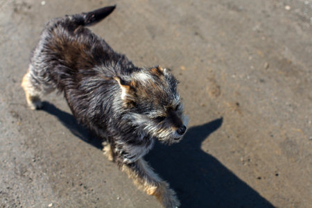 a homeless dog outdoors is going afterの写真素材