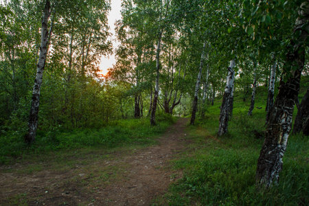 Sunset in a birch grove in the early summer.の写真素材