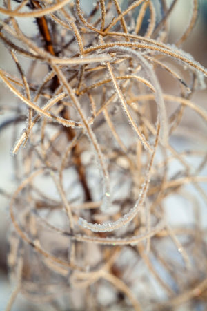 close-up of dry twig covered with hoarfrost in winter