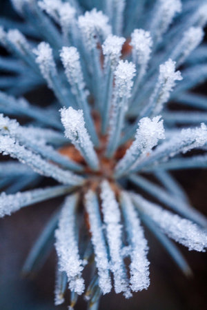 blue spruce branches with needles covered with frost