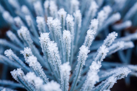 blue spruce branches with needles covered with frost