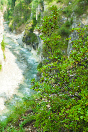 This photograph captures a close-up of green foliage in the foreground, with a rocky canyon and a river flowing through it in the background. The branches of the plant appear vibrant, with fresh green leaves, while the background is softly blurred, highlighting the steep canyon walls and the narrow, meandering river belowの写真素材