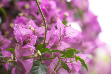 rosey flowers are blossominjg
