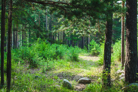 A narrow forest path winds through a serene and lush pine forest, surrounded by dense greenery and tall trees in a sunny dayの写真素材