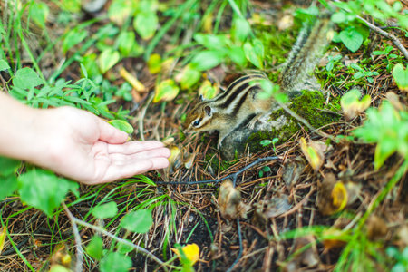 chipmunk, close-up, connection with animals, feeding animals in the summer forestの写真素材