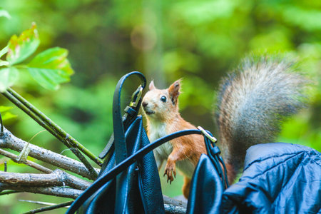 Squirrel in the park. Squirrel in the park. Squirrel in the park