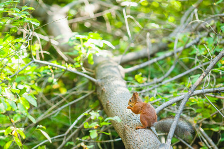 Squirrel sitting on a tree branch in a lush green forest, surrounded by leaves and natural lightの写真素材