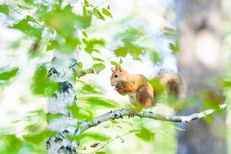Squirrel clinging to a birch tree, peeking out with a curious expression, surrounded by lush green...