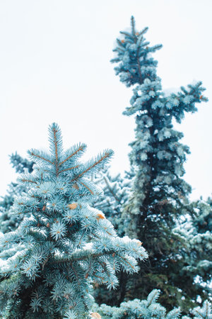 Branch of a blue spruce after a snowfall in a cold weatherの写真素材