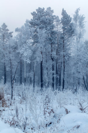 A misty winter forest stands covered in frost and snow, with tall trees creating a serene, frozen atmosphereの写真素材