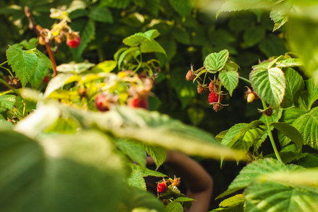 This close-up shot captures the natural beauty of ripe raspberries hanging on the vine amidst a...