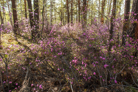 This photograph beautifully captures a blooming branch of Rhododendron in a sunlit forest. The vibrant purple-pink flowers stand out in the foreground, their delicate petals unfurling amidst fresh green leaves.の写真素材