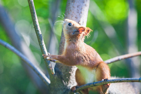 Squirrel sitting on a tree branch in a lush green forest, surrounded by leaves and natural light