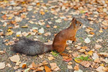 Red squirrel standing on the ground with its bushy tail raised, surrounded by fallen leeves and natural light in autumnの写真素材