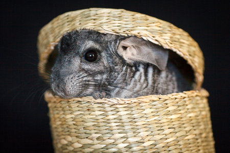gray chinchilla sitting in a wicker straw basketの写真素材
