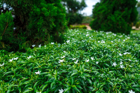 a blossoming garden in the Buddhist temple Wat Chalong on Phuket island of Thailandの写真素材