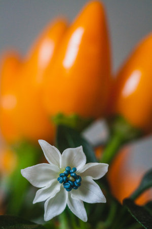 Close-up of a delicate white flower with blue stamens in front of bright orange chili peppers, soft-focus background with natural lightの写真素材
