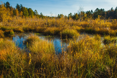 An autumn scene featuring a marshy area with tall grasses and water pools reflecting the blue sky. The landscape is surrounded by trees in the background, showing hints of autumn colors with a mix of yellow, green, and brown foliageの写真素材