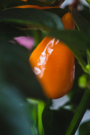 Close-up of glossy, orange chili peppers with a smooth surface and soft-focus backgroundの写真素材