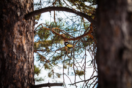 a small titmouse on a pine tree branch in winter in Siberiaの写真素材