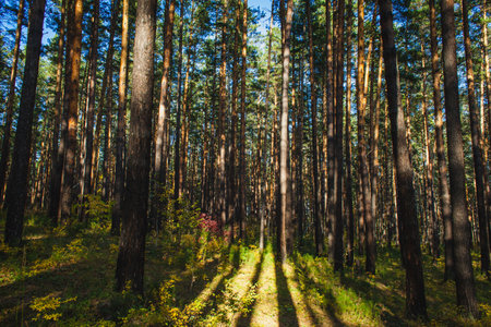 Autumn forest with tall trees and golden leaves, illuminated by warm sunlight and surrounded by lush...