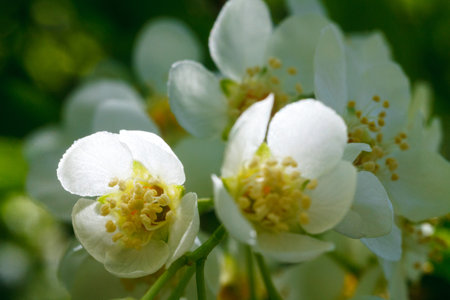This close-up image captures a delicate cluster of bird cherry blossoms. The photograph highlights a...
