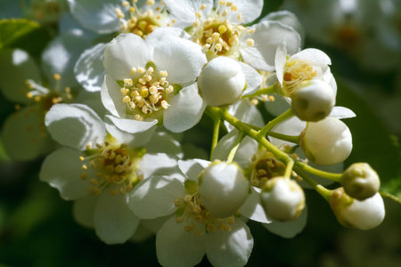 This close-up image captures a delicate cluster of bird cherry blossoms. The photograph highlights a...