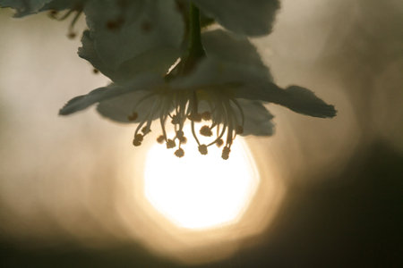 This photograph captures a close-up of an apple blossom silhouetted against the setting sun. The petals and stamens of the flower are softly backlit, creating a dreamy and ethereal effect as the light diffuses through them. The focus is on the delicate shapes and shadows of the stamens, which are sharply contrasted by the bright, glowing orb of the sun in the background.の写真素材