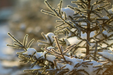 Branch of a pine tree after a snowfall in a cold weatherの写真素材