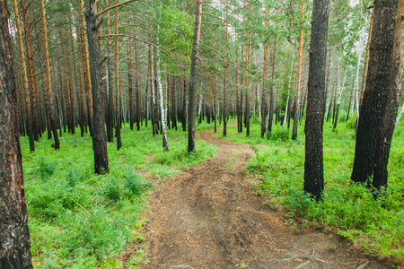 A narrow, winding dirt path meanders through a dense forest of tall pine and birch trees, creating a tranquil natural scene on a cloudy dayの写真素材