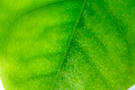 This is a close-up shot of a lemon leef on full creenの写真素材