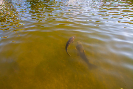 Two fish swim in murky water, their forms partially visible beneath the surface