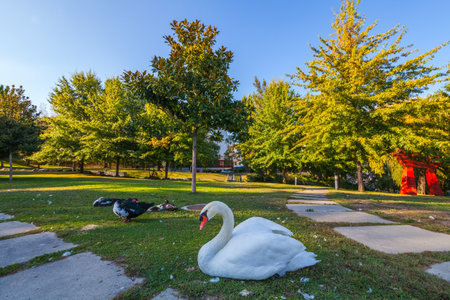 A white swan rests on a grassy area in a park alongside ducks, with trees and a blue sky in the backgroundの写真素材