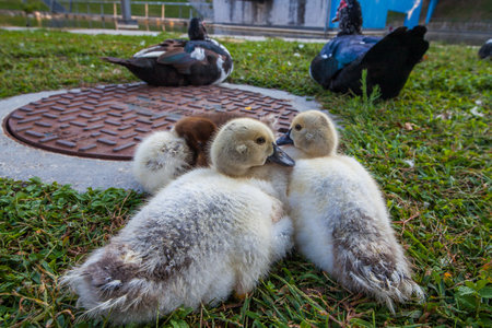 A group of ducks and ducklings rest on a grassy area in a park, with trees and a blue structure in the backgroundの写真素材