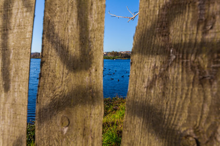 A lake scene with ducks is viewed through the gaps in a wooden fence, creating a framed and textured imageの写真素材